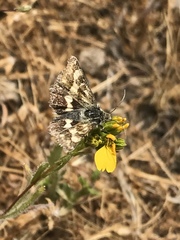 Heliothodes diminutiva