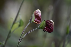 Louteridium donnell-smithii