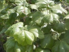 Brachychiton paradoxus