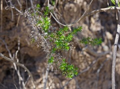 Galium cliftonsmithii