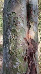 Libidibia paraguariensis