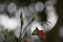 Louteridium donnell-smithii