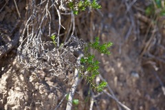 Galium cliftonsmithii