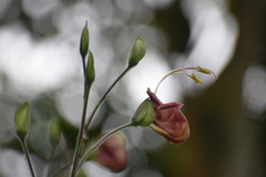 Louteridium donnell-smithii