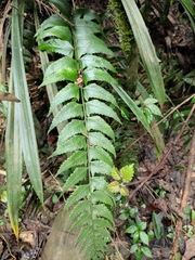 Polystichum balansae