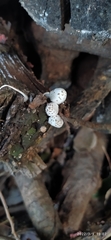 Agaricomycetes