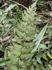 Polystichum balansae