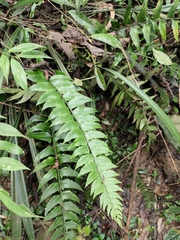 Polystichum balansae