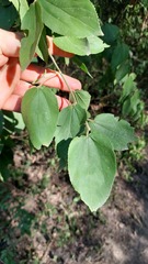 Celtis brasiliensis
