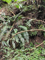 Polystichum balansae