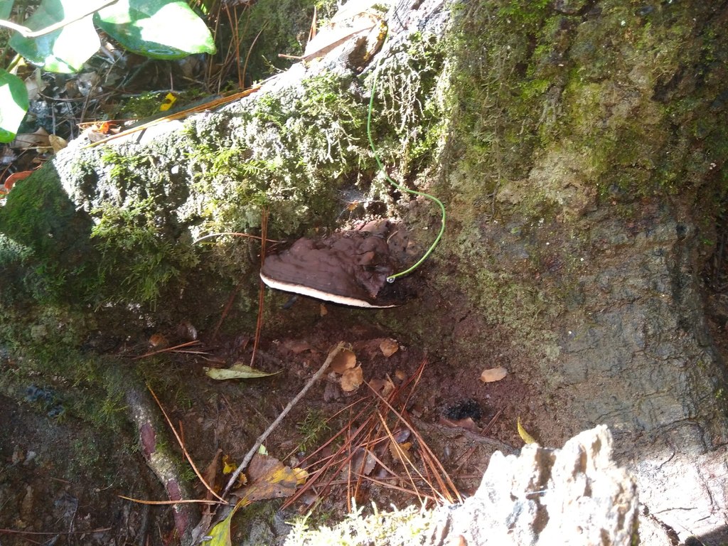 Ganoderma australe · May 2018 · photo: © cristianriquelme (iNaturalist, cc-by)