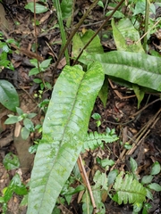 Neocheiropteris ovata