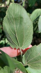 Celtis brasiliensis