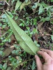 Neocheiropteris ovata