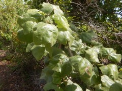 Brachychiton paradoxus