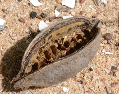 Brachychiton paradoxus