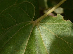 Brachychiton paradoxus