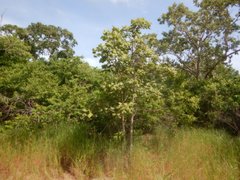 Brachychiton paradoxus