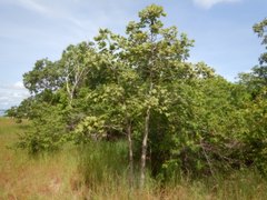 Brachychiton paradoxus