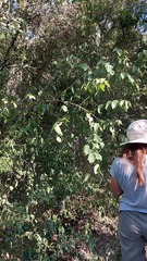 Celtis brasiliensis