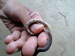 Atractus trilineatus