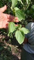 Celtis brasiliensis