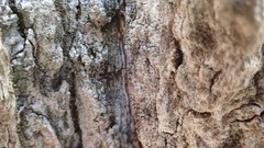 Chaenotheca hispidula