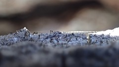 Chaenotheca hispidula