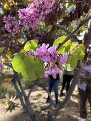 Cercis occidentalis