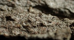 Chaenotheca hispidula