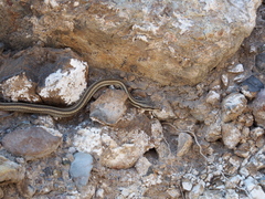 Pseudalsophis elegans