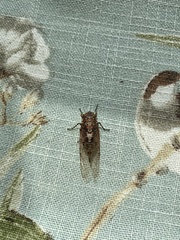 Yezoterpnosia obscura