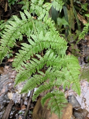 Dryopteris pseudosparsa