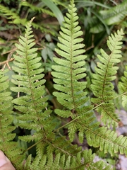 Dryopteris pseudosparsa