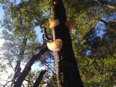 Aleurodiscus vitellinus