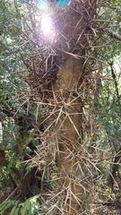 Gleditsia amorphoides