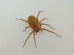 Anyphaena fraterna