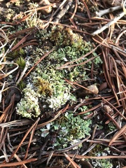 Cladonia apodocarpa