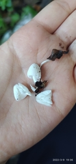Agaricomycetes