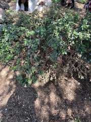 Ceanothus thyrsiflorus