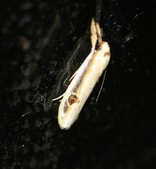 Compsotorna oligarchica