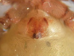 Anyphaena fraterna