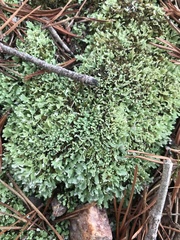 Cladonia apodocarpa