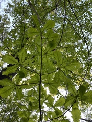 Quercus dentata