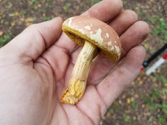 Hortiboletus campestris
