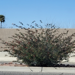 Calliandra californica