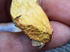 Hortiboletus campestris