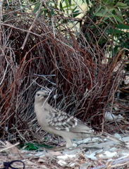 Great Bowerbird photo 2