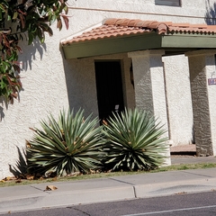 Agave