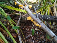 Aleurodiscus vitellinus